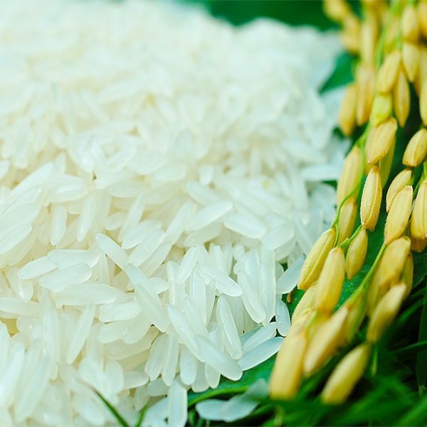 Gao Binh Duong 24 Gao Binh Duong 24